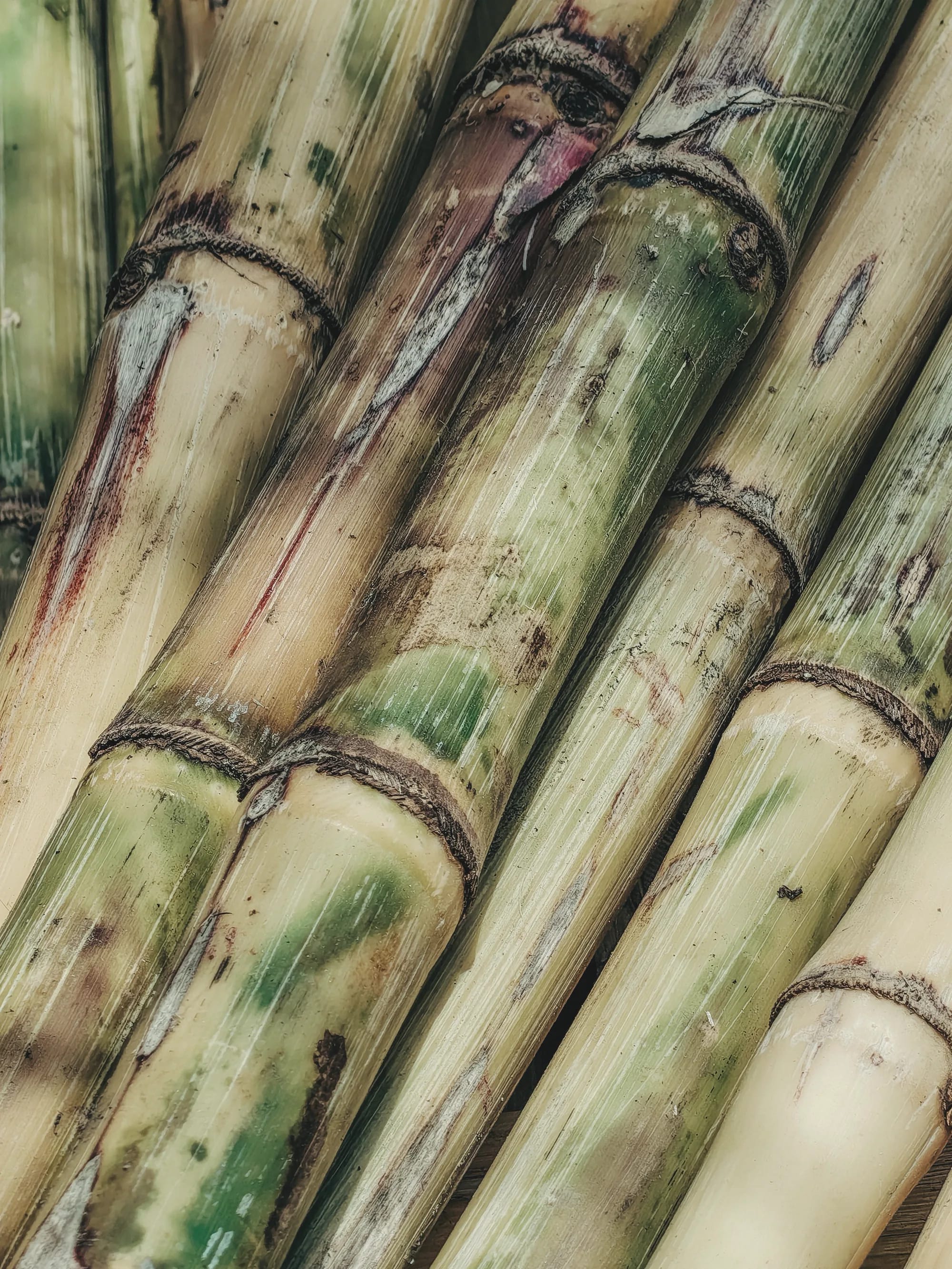 Fresh sugarcane stalks in a Mauritius field